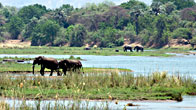 Zambezi Elephants