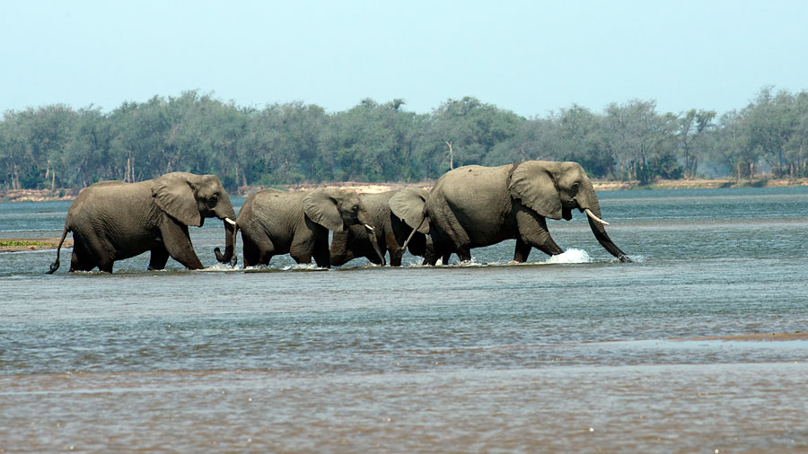 Elephants