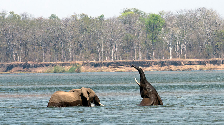 Elephants