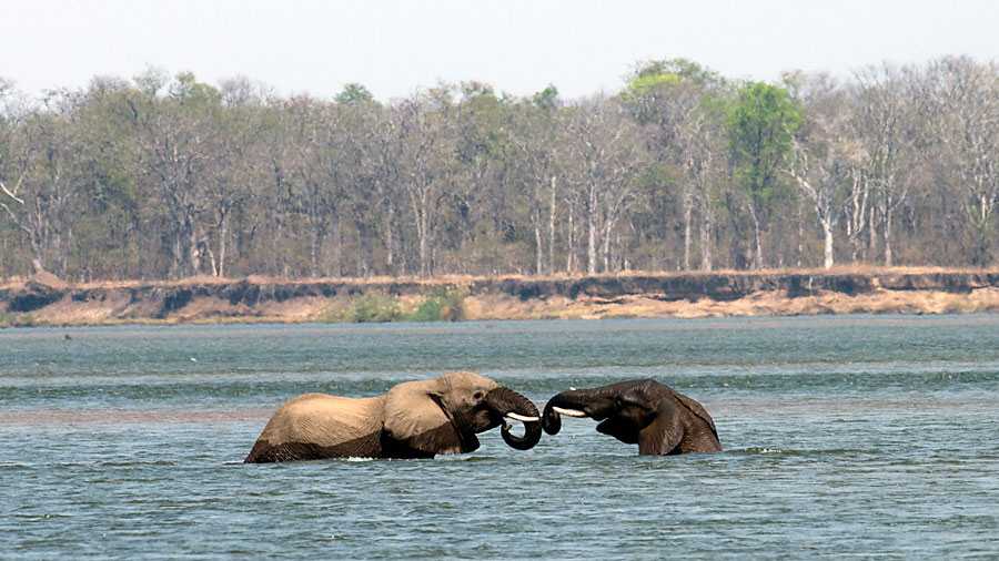 Elephants