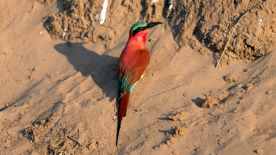 Carmine Bee Eaters