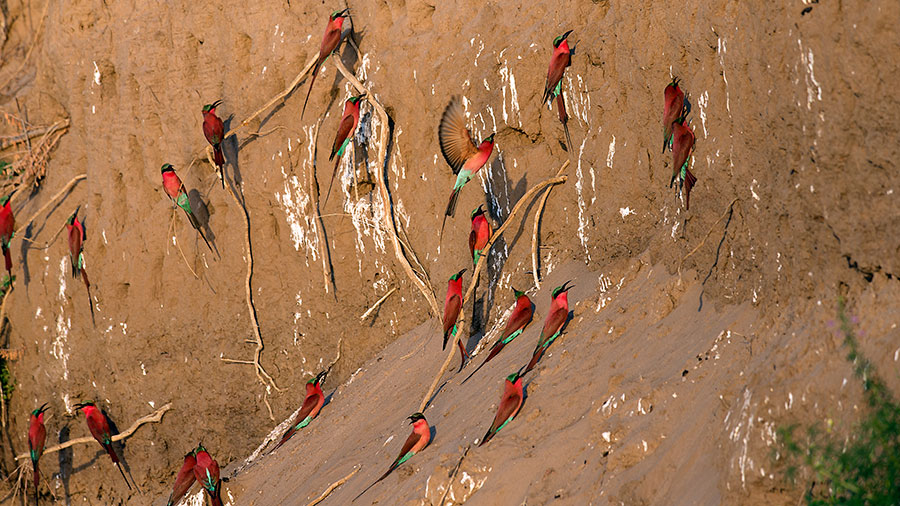 Carmine Bee Eaters