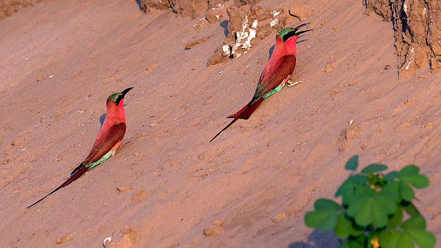 Carmine Bee Eaters