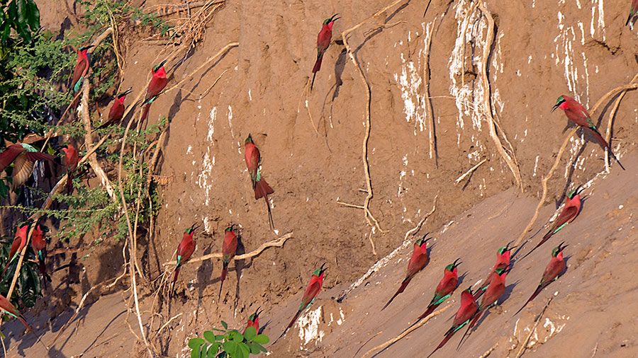 Carmine Bee Eaters