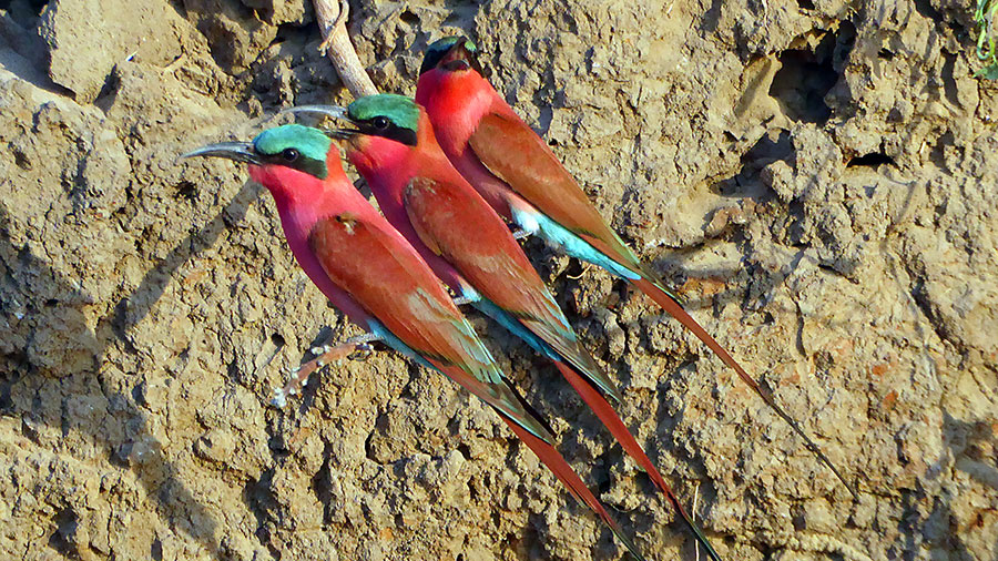 Carmine Bee Eaters