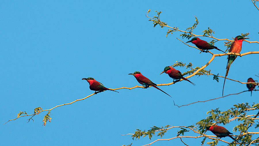 Carmine Bee Eaters