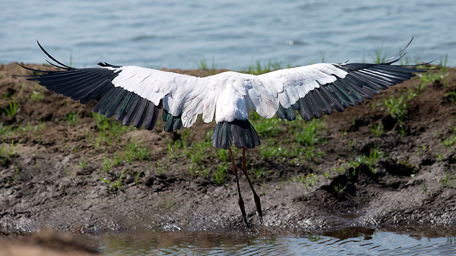 Yellow Billed Stork