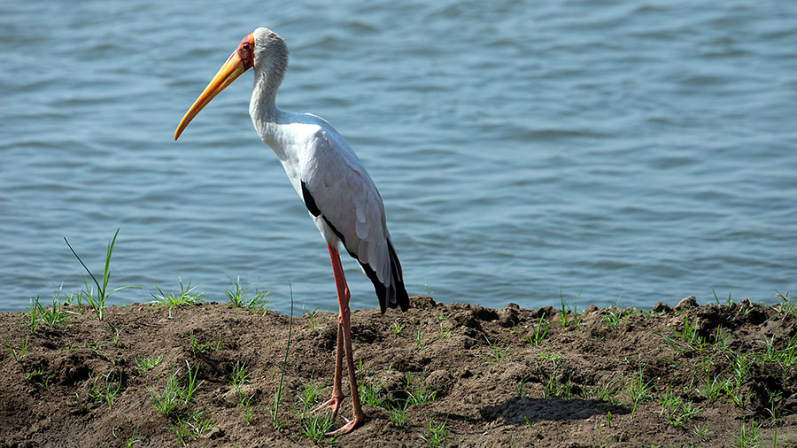 Yellow Billed Stork