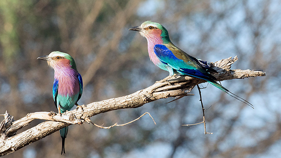 Lilac Breasted Rollers